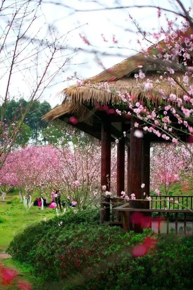 花与剑
